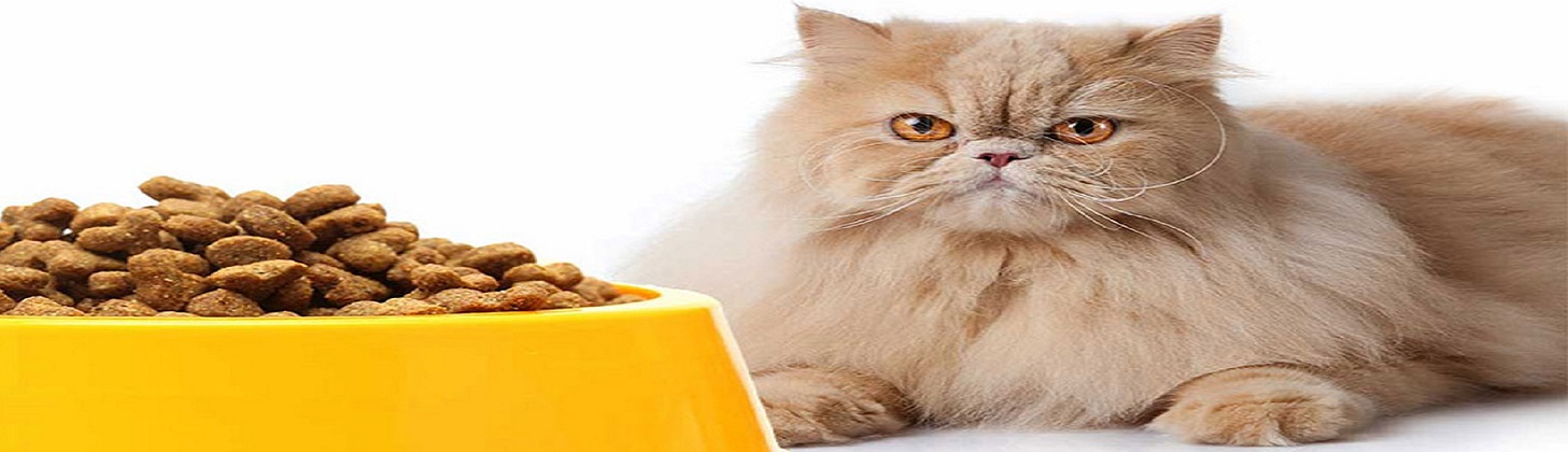 برنامه غذایی و خوراک گربه