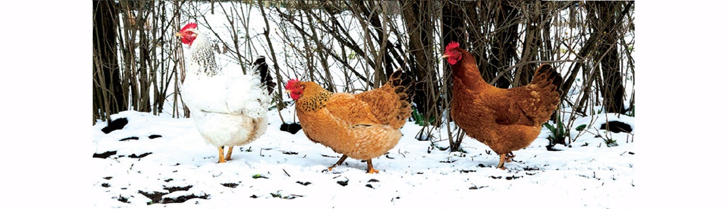 بیماری مرغ ها در زمستان
